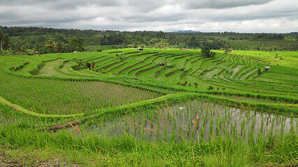 Image showing Jatiluwih rice terrace with sunny day in Ubud, Bali