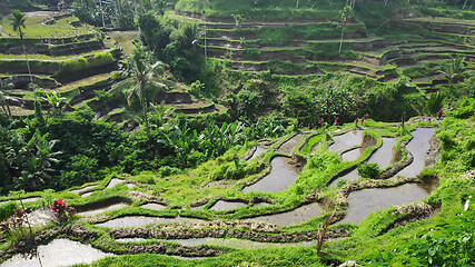 Image showing Tegalalang rice terraces in Ubud, Bali