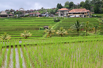 Image showing Jatiluwih rice terraces in Tabanan, Bali, Indonesia.