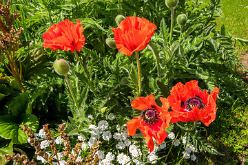 Image showing red poppies in the garden
