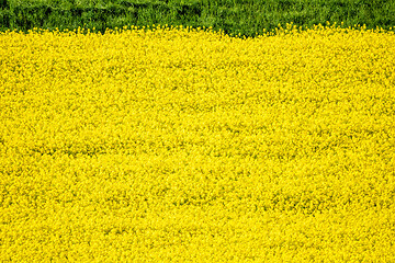 Image showing rape field spring background