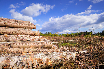 Image showing cleared forest outdoor scenery south Germany