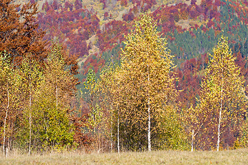 Image showing Golden birch tree with autumn background