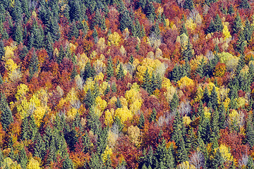 Image showing Autumn forest trees as background