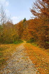 Image showing Autumn country road in the forest