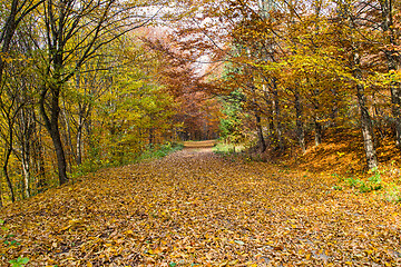 Image showing Autumn road landscape in forest