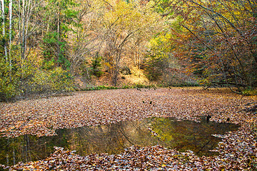 Image showing Pond with leaves in autumn forest