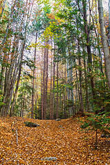 Image showing Beautiful forest path with autumn leaves
