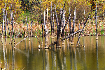 Image showing Mirroring dead tree trunks