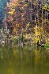 Image showing Reflection of dead tree in lake