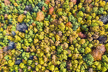 Image showing Foliage forest in autumn from above