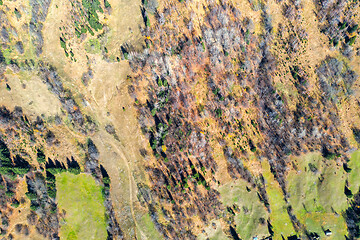 Image showing Colours of autumn pasture, above view