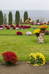 Image showing Colorful flowers in summer yard