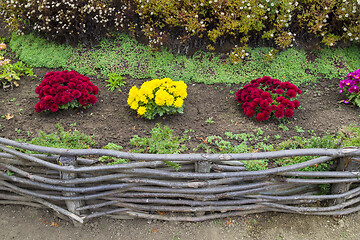 Image showing Red and yellow flowers in a rural garden