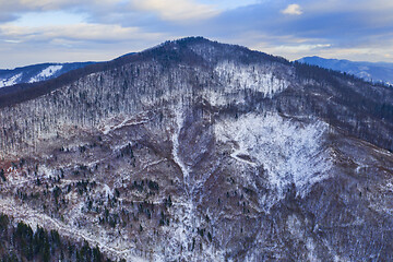 Image showing Aerial view of forest in winter