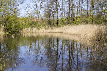 Image showing lake with reed