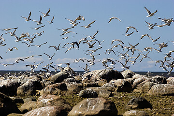 Image showing Seagulls