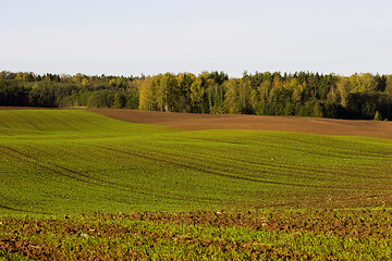 Image showing Winter crop field