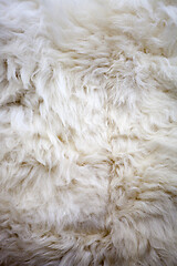 Image showing White sheep fur texture