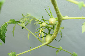Image showing Green unripe fruits of tomatoes under the ceiling, grown at home