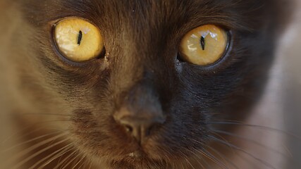 Image showing Young cat outdoors closeup footage