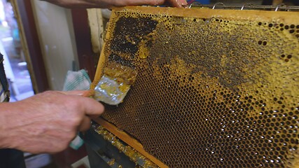 Image showing Honey bees on a hive cluster