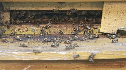 Image showing Honey bees on a hive cluster