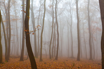 Image showing Autumnal mysterious forest trees with yellow leaves.