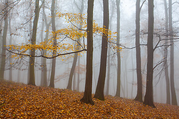 Image showing Autumnal mysterious forest trees with yellow leaves.