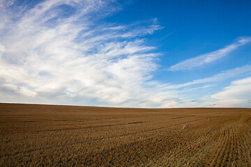 Image showing On the empty field after harvesting in summer evening. 