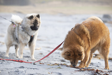 Image showing Eurasier Dogs