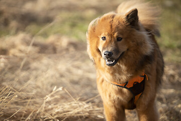 Image showing Eurasier Dog