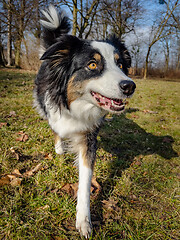 Image showing Australian Shepherd Dog at park