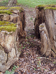 Image showing Old tree stump covered moss