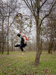 Image showing Australian Shepherd Dog at park