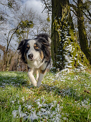 Image showing Australian Shepherd Dog at park