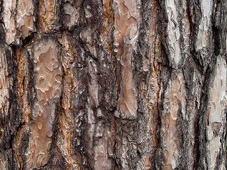 Image showing Tree bark texture