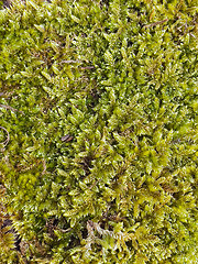 Image showing Green moss texture