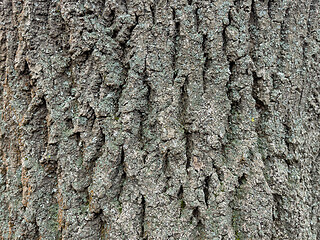 Image showing Tree bark texture