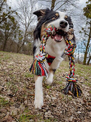 Image showing Australian Shepherd Dog at park