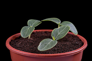 Image showing Small green cucumbers seedling