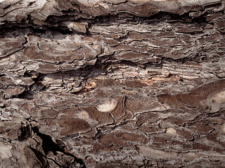 Image showing Tree bark texture