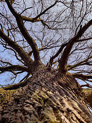 Image showing Tree trunk and branches