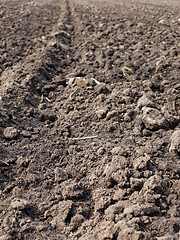 Image showing Plowed field at spring