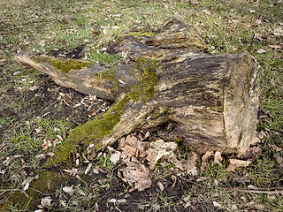 Image showing Old tree stump covered moss