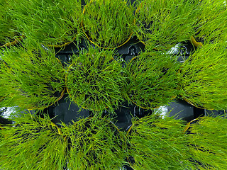 Image showing Green grass in pot