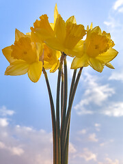 Image showing Spring Daffodil flowers