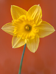 Image showing Spring Daffodil flowers