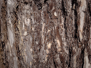 Image showing Tree bark texture