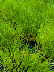 Image showing Green grass in pot